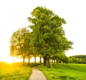 Tree Cutting