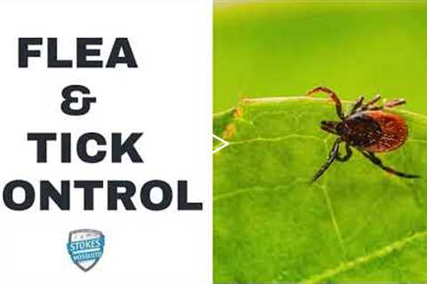 Flea & Tick Control - Stokes Mosquito and Outdoor Pest Service