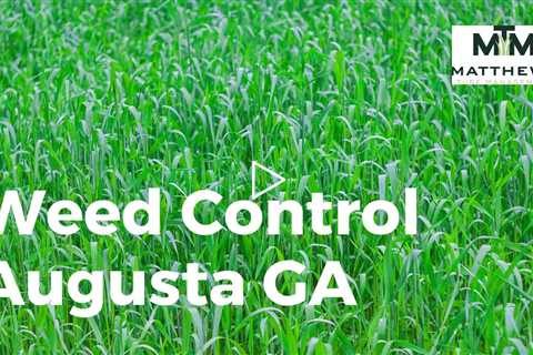 Weed Control Augusta GA - Matthews Turf Management