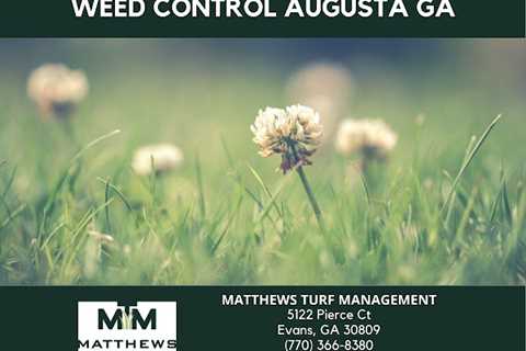 Matthews Turf Management Shares Insight On Weed Control in Augusta, GA