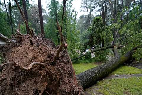 What are the odds of a tree falling on your house?