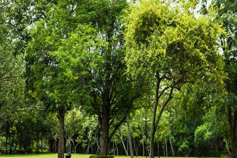 Georgia Sod Installation: Get That Gorgeous Lush Lawn And Healthy Trees That You Desire