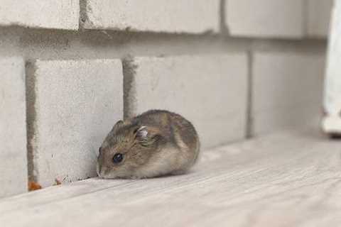 Mouse in the House? No More! How to Get Rid of Mice in Apartment and Keep Them From Returning