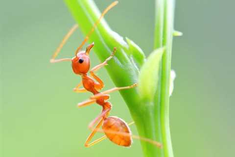 Acton Pest Control: What Are Citronella Ants?