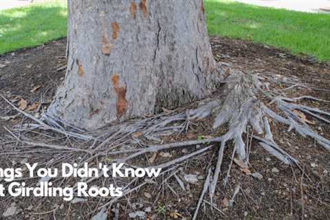 6 Things You Didn't Know About Girdling Roots