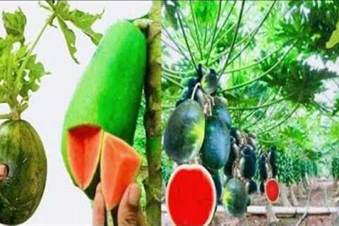 papaya and water melon combined tree suprise to see #gardentips