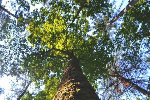 When is the Best Time to Cut Trees in the UK?