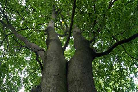 Why is it important to maintain trees?