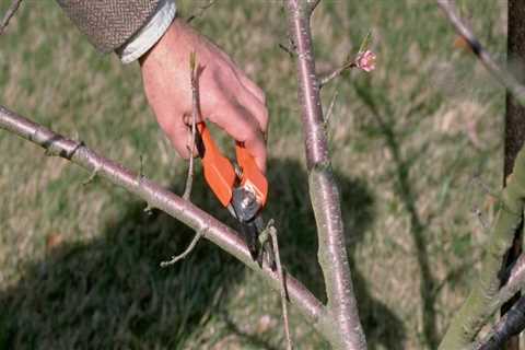 What is proper pruning?