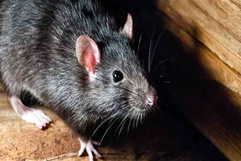 How rodents can be controlled at home?