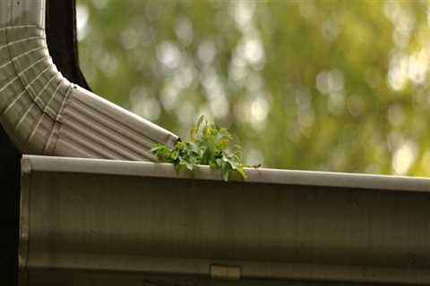 The Effect of Unhealthy Gutter to your Trees