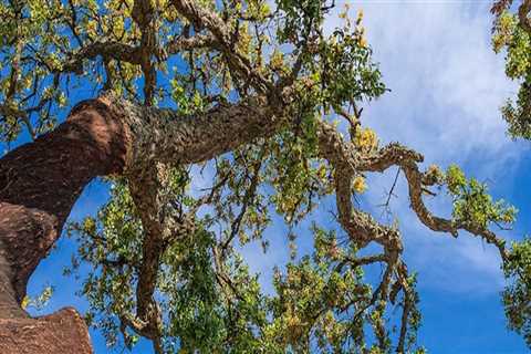 Whose responsibility is it to cut overhanging tree branches?