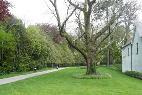 The Relevance of Routine Gutter Cleaning Up for a Healthy Tree