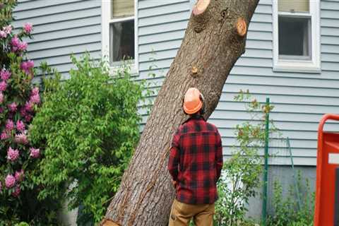 How much does it cost to cut a tree down in texas?