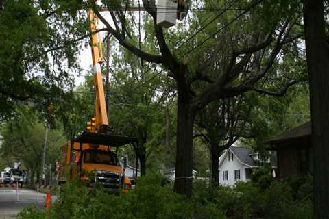 What is the best time of year to cut down a tree?