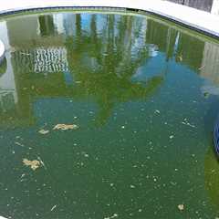 How To Clean Algae From Pool - Sesler Pool Services