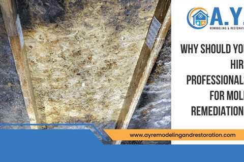 Why Should You Hire Professionals For Mold Remediation?