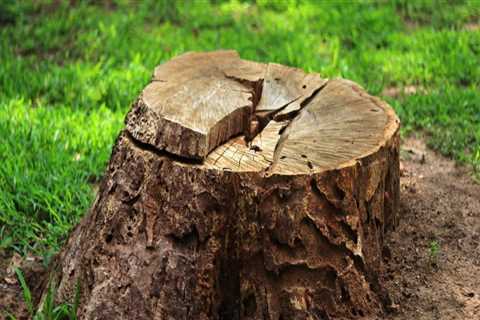 The Ultimate Guide to Stump Grinding