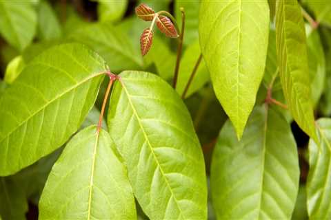 Can poison ivy lead to death?