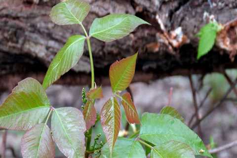 How do you kill poison ivy that is growing up a tree?