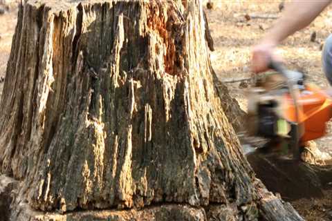 6 Steps to Follow After Grinding Out a Stump