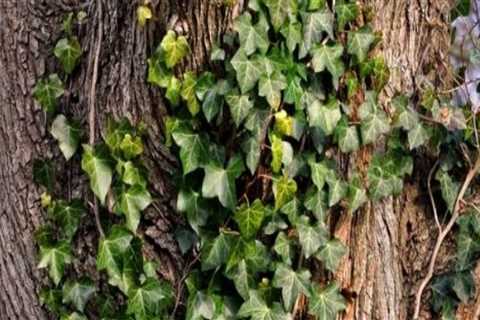 Should ivy be removed from trees?