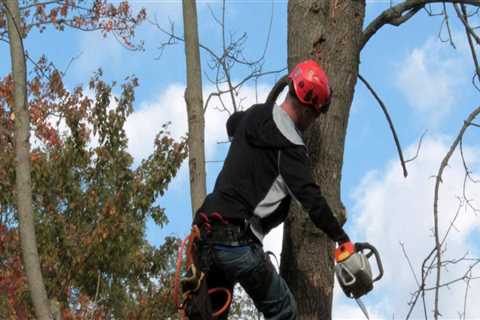 What skills do you need to be an arborist?