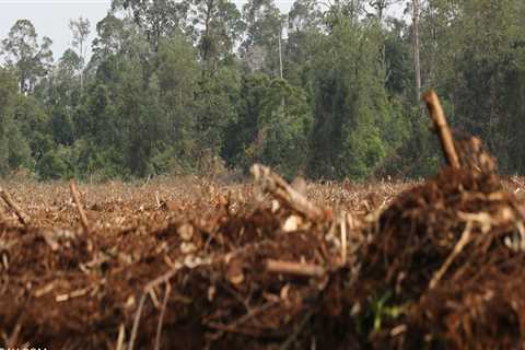 What causes land clearing?