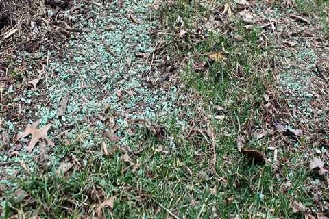 What happens if you dont cover grass seed?