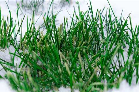 Can you fertilize lawn in cold weather?