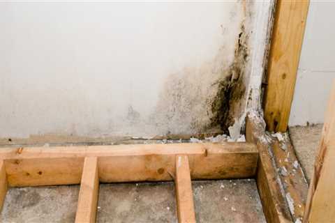 Can mold removal be covered by insurance?