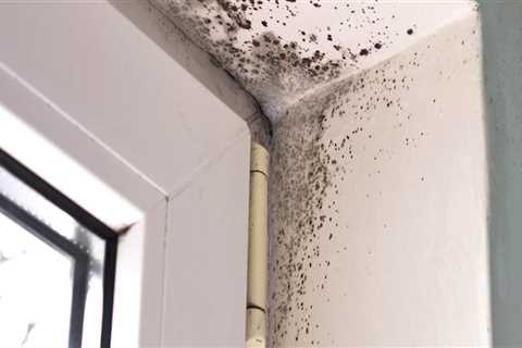 Can mold be completely removed from a house?