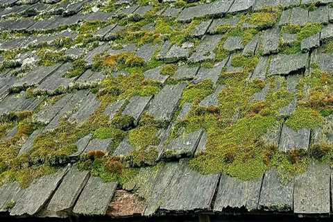 What time of year is best to remove moss from roof?