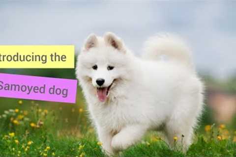 Getting to know the Samoyed dog: a guide to raising, training and caring for the Samoyed dog#Samoyed