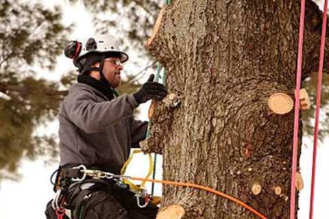 What Equipment Do Certified Texas Arborists Use to Trim Trees Safely and Efficiently?