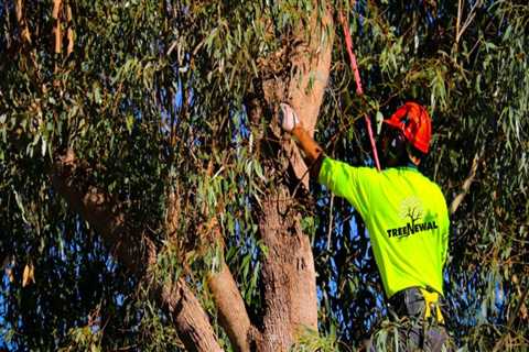 Safe and Efficient Tree Pruning Techniques Used by Certified Texas Arborists