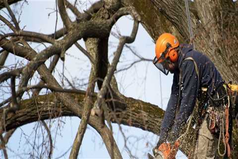 Becoming an Expert Arborist in Texas: What Qualifications Do You Need?