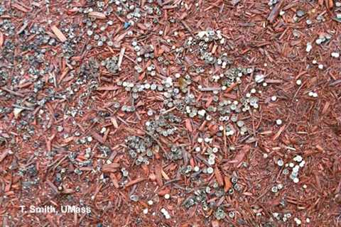 How to Get Rid of Pink Mold in Shredded Mulch - Pink Mold