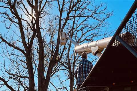 Tree Removal Cost in Winchester, Virginia: What You Need to Know