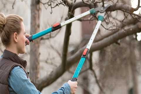 The Right Way to Prune Trees for Maximum Health and Beauty