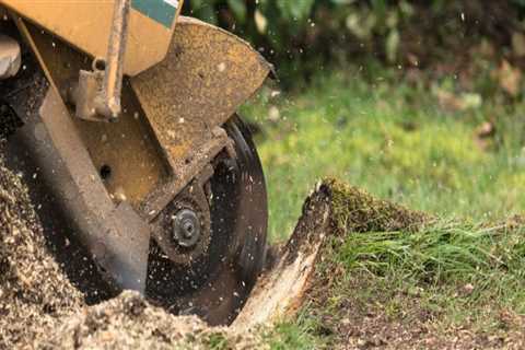 Eco-Friendly Stump Removal Services in Winchester, VA