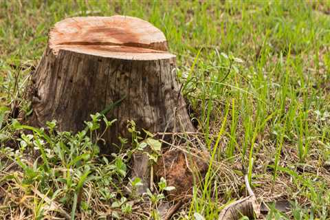 Safe and Effective Ways to Remove a Tree Stump