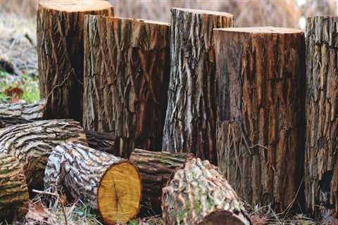 Stump Grinding In Mississippi: How Can A Landscaping Service Or A Tree Service Company Help You?