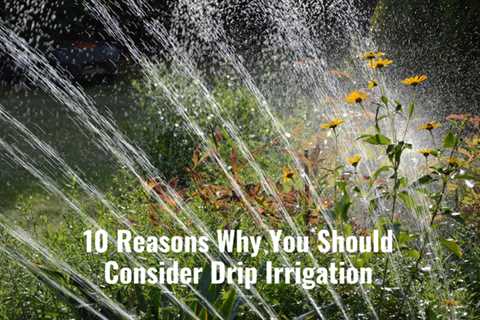 10 Reasons Why You Should Consider Drip Irrigation