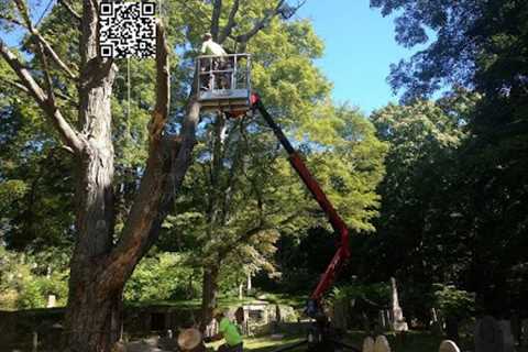 Cicoria Tree and Crane Service, Inc.