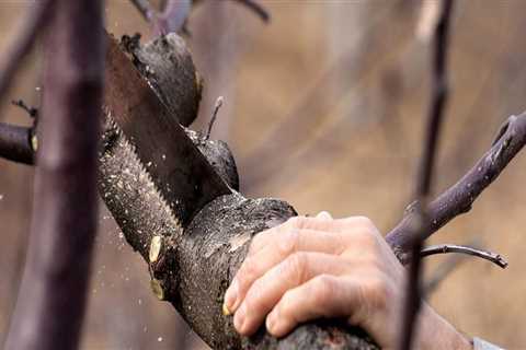 The Difference between Tree Trimming and Tree Pruning Explained