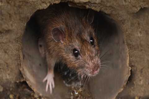 What smell do rodents hate the most?