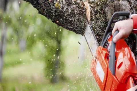 When is the Best Time to Prune Trees?