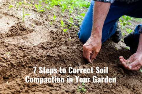 7 Steps to Correct Soil Compaction in Your Garden