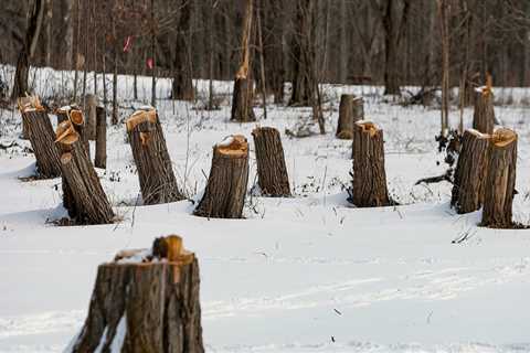 The Benefits of Pruning and Tree Removal in Winter